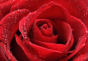 Fototapeten - Rose