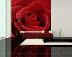 Red Rose
