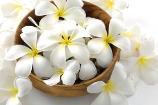 Fotomurali - Plumeria