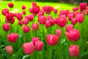 Murais de Parede - Tulipas Jardim