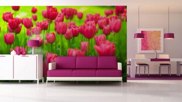 Tulipani Giardino