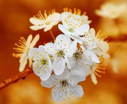 Fototapeten - Kirschblüten