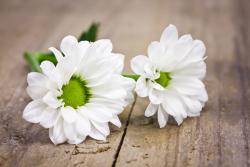 Wall Murals - White Gerbera