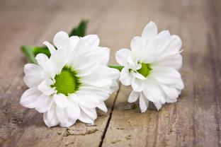 Papier Peint Photo - Gerbera