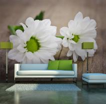 Gerbera