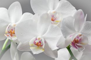 Murais de Parede - Orquídeas