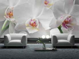 Orchideeën