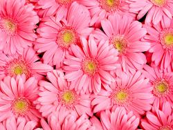 Fotomurali - Gerbera