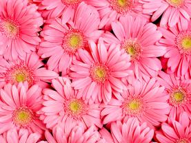 Papier Peint Photo - Gerbera
