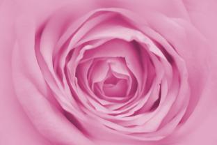 Fototapeter - Rose