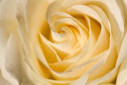 Wall Murals - Rose