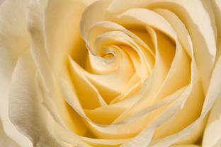 Fototapeter - Rose