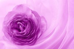 Fotomurales - Flor Violeta