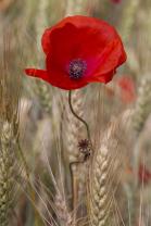 Fotomurales - Amapolas