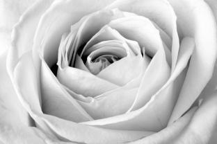 Murais de Parede - Rosa