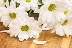 Wall Murals - White Gerbera