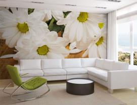 Gerbera