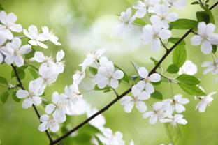 Fototapeter - Blommor