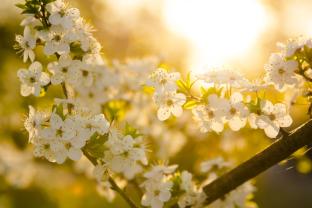 Fototapet - Kirsebærblomster