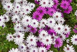 Fototapeter - Prästkrage Blomma