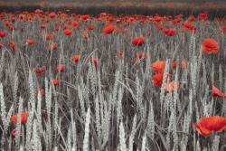Wall Murals - Poppies