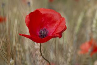 Fototapeten - Mohn