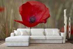 Poppies