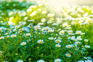 Wall Murals - White Daisy Flower