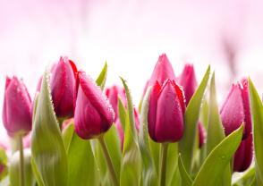 Murais de Parede - Tulipas