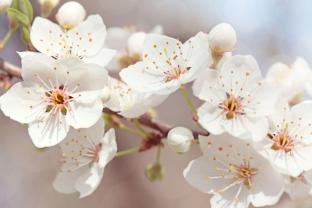 Fototapeter - Körsbärsblommans