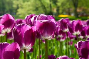 Wall Murals - Purple Tulips