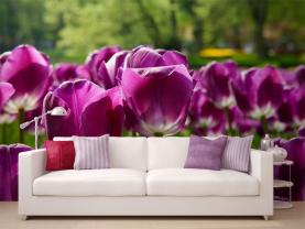 Tulipani