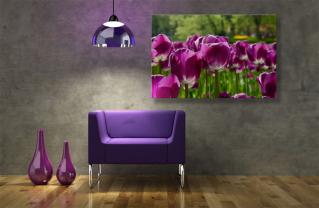 Wall Murals - Purple Tulips
