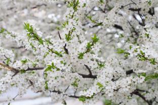 Wall Murals - Cherry Blossoms
