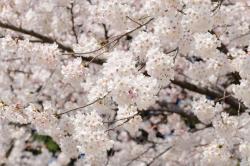 Wall Murals - Cherry Blossoms