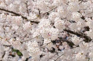 Fototapeter - Körsbärsblommans