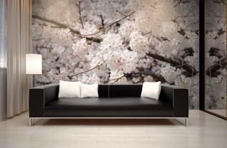 Fiori di Ciliegio