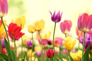Fototapet - Tulipaner