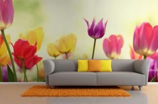 Tulipani
