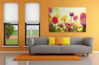 Fototapet - Tulipaner