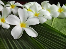 Fotobehang - Plumeria