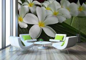 Plumeria