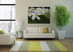 Wall Murals - Plumeria Flowers