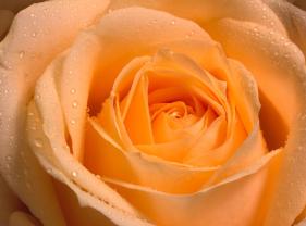 Fotomurales - Rosa