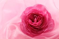 Fototapeten - Rose