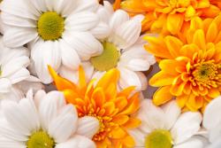Fototapeter - Prästkrage Blomma