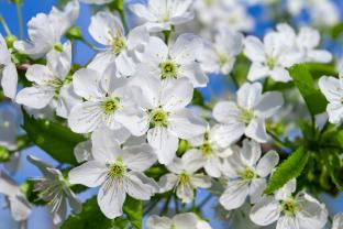 Fototapeten - Kirschblüten