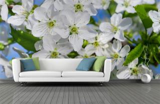 Fiori di Ciliegio