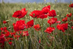 Wall Murals - Poppies