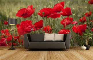 Amapolas